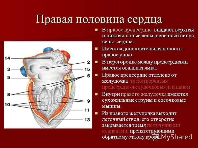 Венечный синус сердца