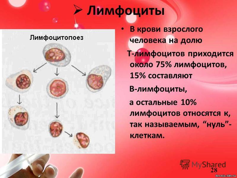Лимфоциты в крови у ребенка 1 год. Лимфоциты в крови. Повышение и понижение лимфоцитов.