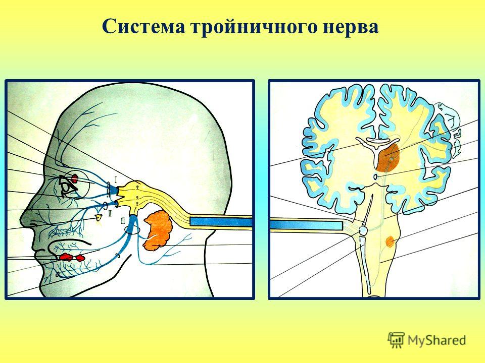 Тройничный нерв справа. Тройничный нерв. Воспаление тройничного нерва на рентгене. Тройничный нерв неврология. Расположение тройничного нерва на лице.