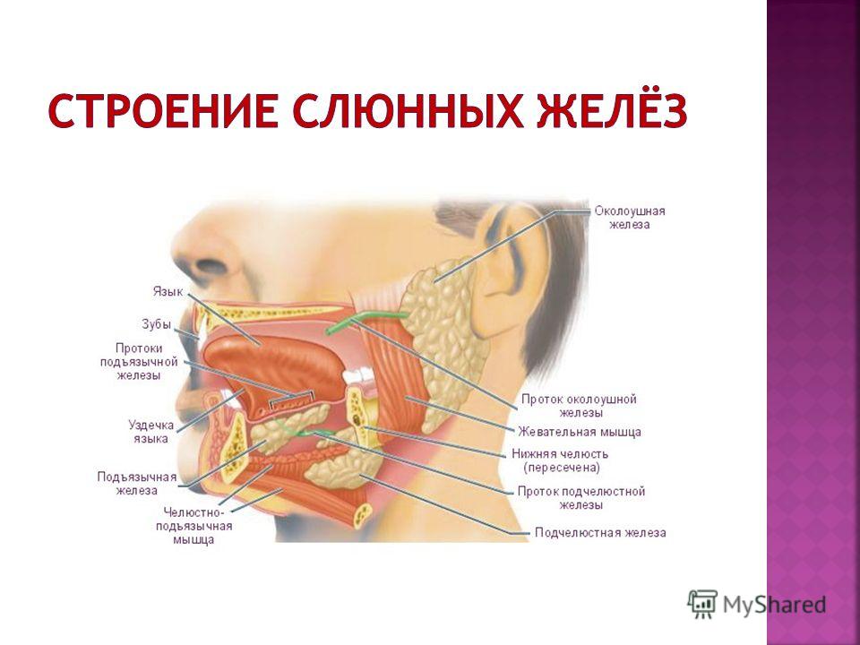 Железа ротовой полости. Слюнные железы строение анатомия. Строение слюнных желез анатомия. Строение околоушной слюнной железы анатомия. Проток околоушной слюнной железы анатомия.