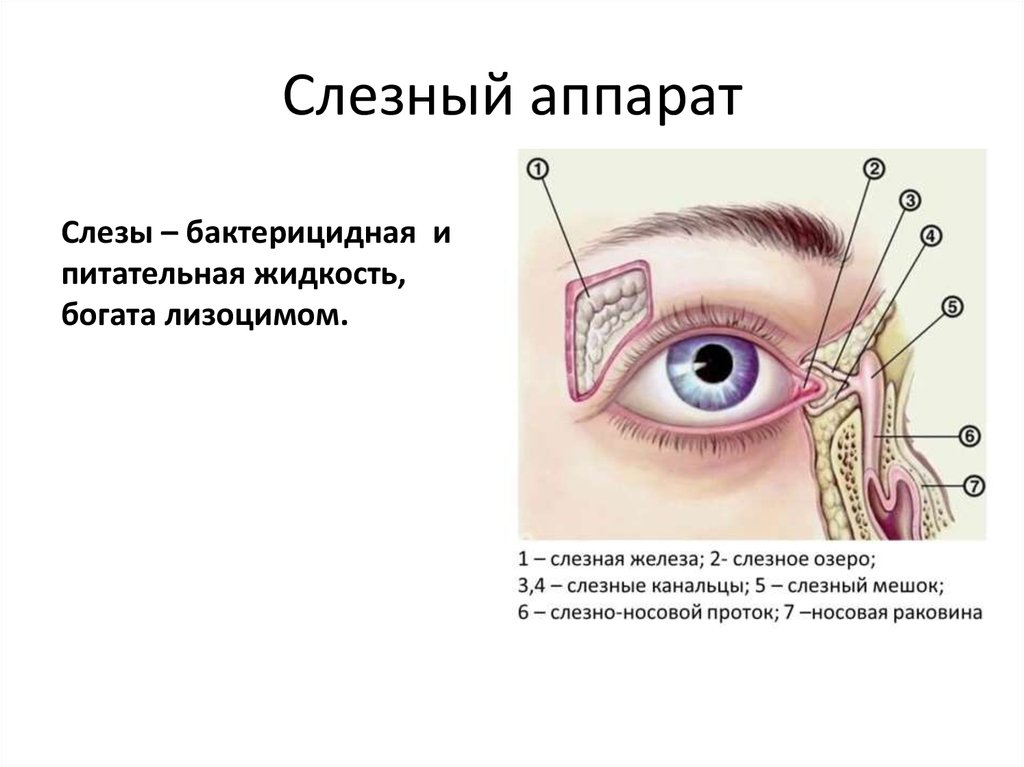 Слепой мешок в гинекологии что это