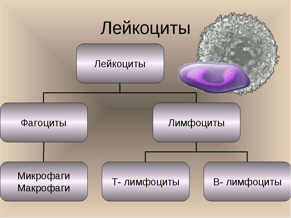 Лейкоциты и лимфоциты. Классификация фагоцитов. Микрофаги и макрофаги. Фагоциты 4) лимфоциты. Лейкоциты делятся на фагоциты и.