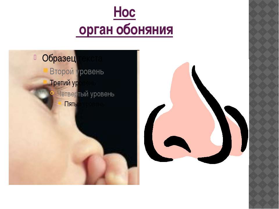 Обоняние детей. Нос обоняние. Нос -орган обоняния человека. Нос орган обоняния для детей. Иллюстрации органов обоняния.