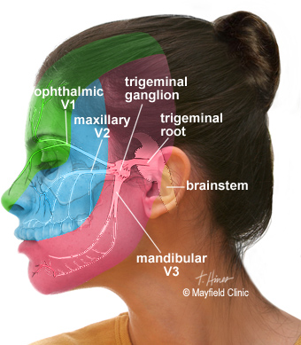 trigeminal anatomy