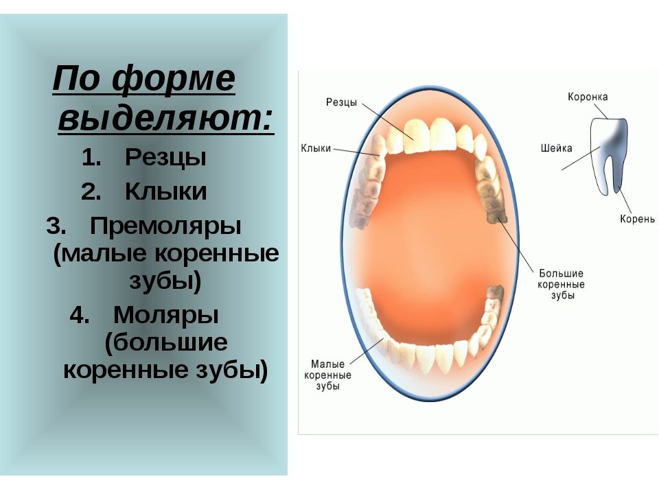 Зубы человека у детей. Зубы анатомия резцы клыки. Резцы клыки и коренные зубы. Резцы клыки моляры. Зубы резцы клыки малые коренные большие коренные.