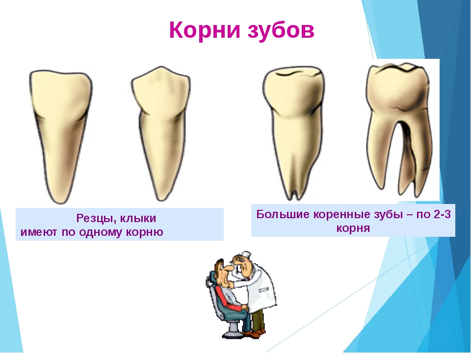 Премоляры и моляры предназначены для у млекопитающих. Резцы клыки и коренные зубы. Строение резца зуба. Строение зуба резцы клыки. Моляры премоляры резцы клыки у человека.