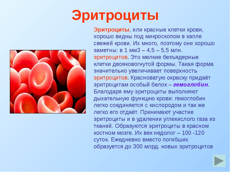 Группы клеток эритроцитов. Эритроциты. Эритроциты у человека образуются в. У взрослого человека эритроциты образуются в. Эритроциты 2.