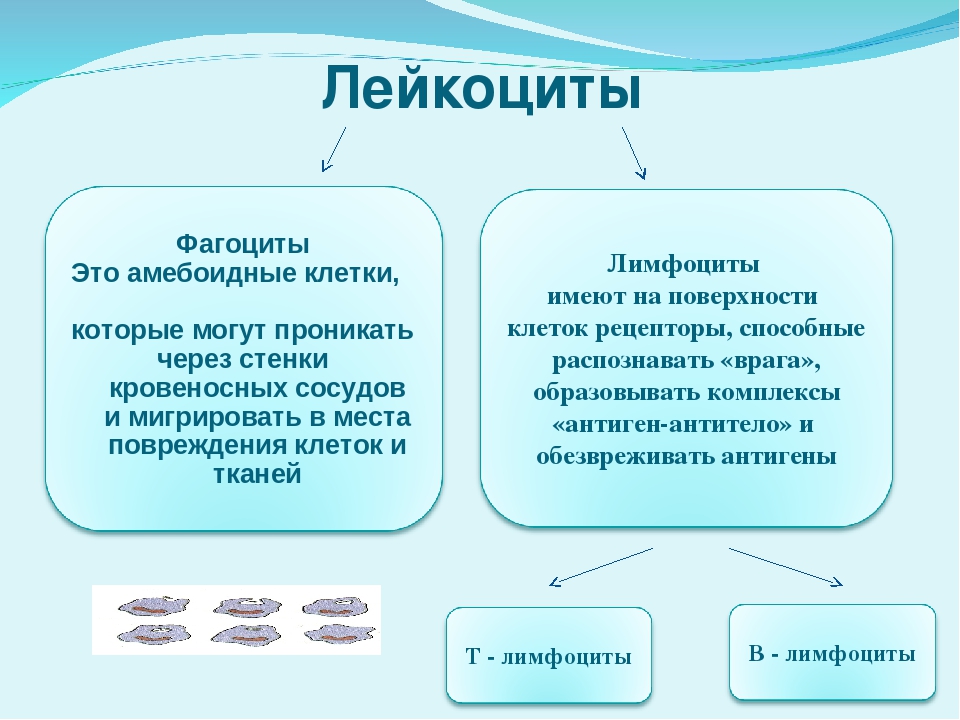 Лейкоциты отличие. Фагоциты и лимфоциты. Клетки крови лимфоциты и фагоциты. Лимфоциты фагоцитоз. Функции фагоцитов и лимфоцитов.