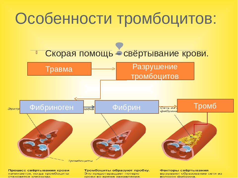 Тромбоциты количество функции. Кровяные пластинки особенности строения и функции. Особенные строения тромбоцитов. Особенности строения тромбоцитов. Тромбоциты строение и функции.