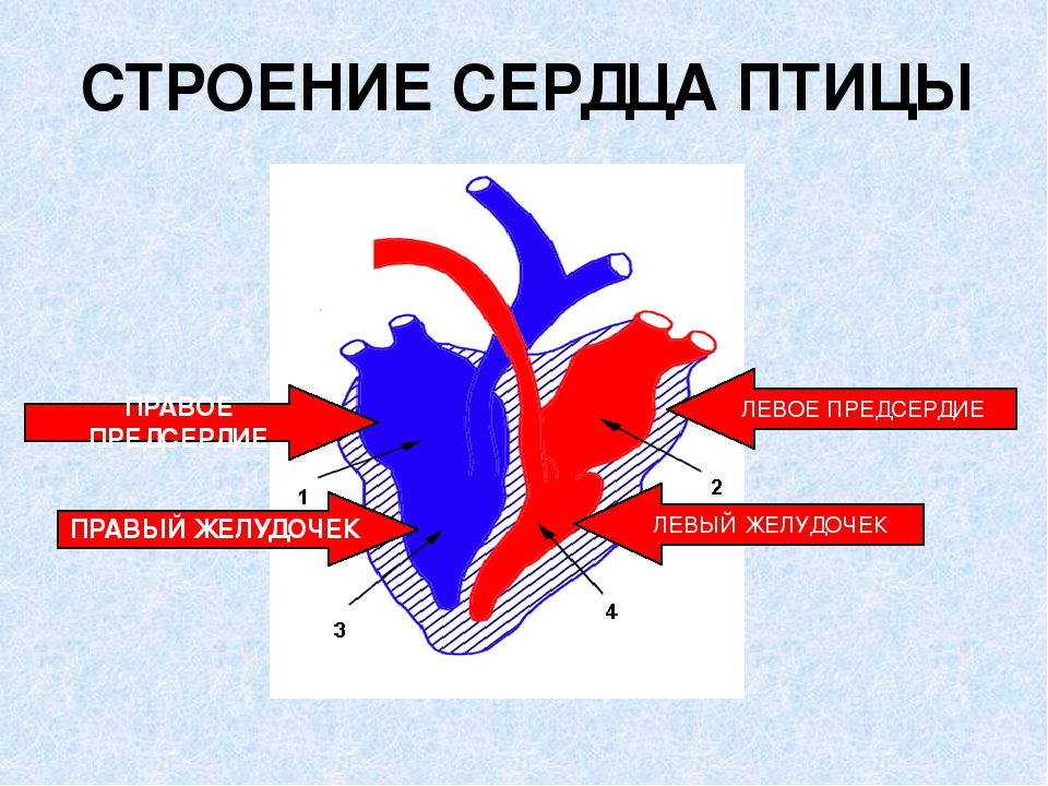 Левый желудочек правое предсердие. Схема строения сердца птиц. Сердце птиц. Сердце птицы схема. Строение сердца птиц и млекопитающих.