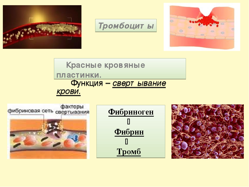 Играют роль в свертывании крови. Роль тромбоцитов в свертывании крови. Тромбоциты свертывание крови. Фибрин функции. Белок тромбоцитов.