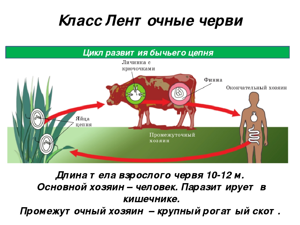 В каких органах паразитирует бычий цепень. Бычьи цепни цикл развития. Ленточные черви цикл развития бычьего цепня. Ленточные черви жизненный цикл бычьего цепня. Жизненный цикл ленточных червей 7 класс биология.