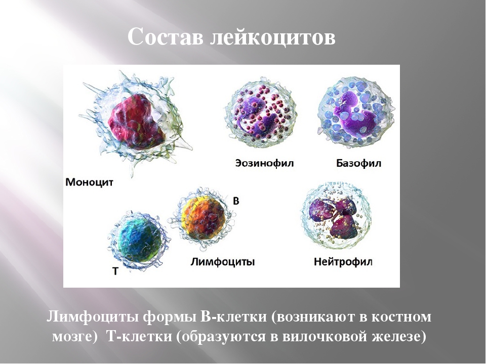 Схема строения зернистых и незернистых лейкоцитов. Строение зернистых лейкоцитов. Состав лейкоцитов. Клетки лейкоцитов. Т лимфоциты образуются в