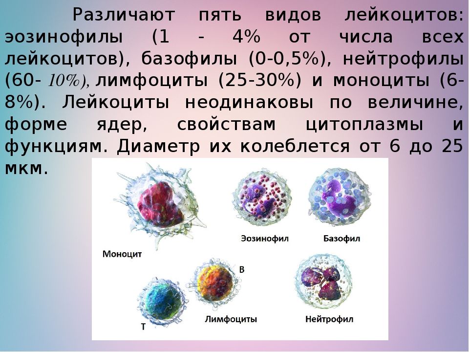 Лейкоциты строение. Нейтрофилы эозинофилы базофилы таблица. Нейтрофилы. Базофилы. Моноциты. Эозинофилы. Функции.. Пять видов лейкоцитов. Функция нейтрофилов и лимфоцитов.