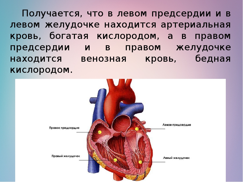 Левый желудочек сердца где находится на фото