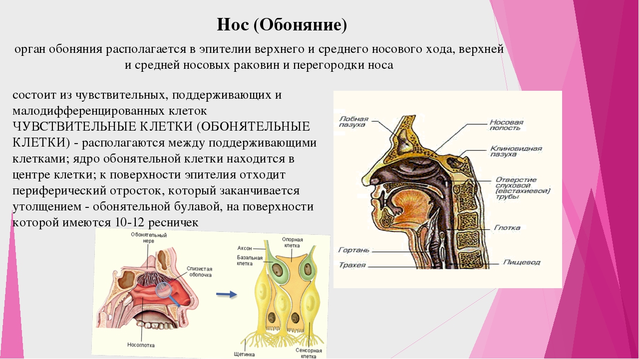 Орган обоняния 8 класс. Орган обоняния нос строение. Обонятельная область анатомия. Обонятельная раковина носовой полости. Орган обоняния анатомия строение и функции.