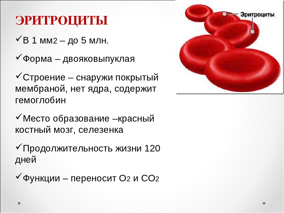 Изменение клеток крови. Эритроциты строение и функции. Форма строения эритроцитов человека. Эритроциты особенности строения и функции. Состав крови эритроциты функции.