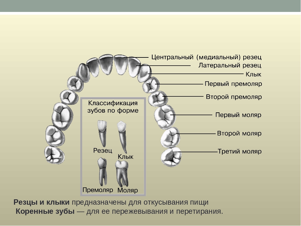 Премоляры и моляры предназначены для у млекопитающих. Резец клык моляр премоляр. Зубы: резцы, клыки, коренные зубы.. Зубы резцы клыки коренные функции. Зуб молочный резец вид сбоку.