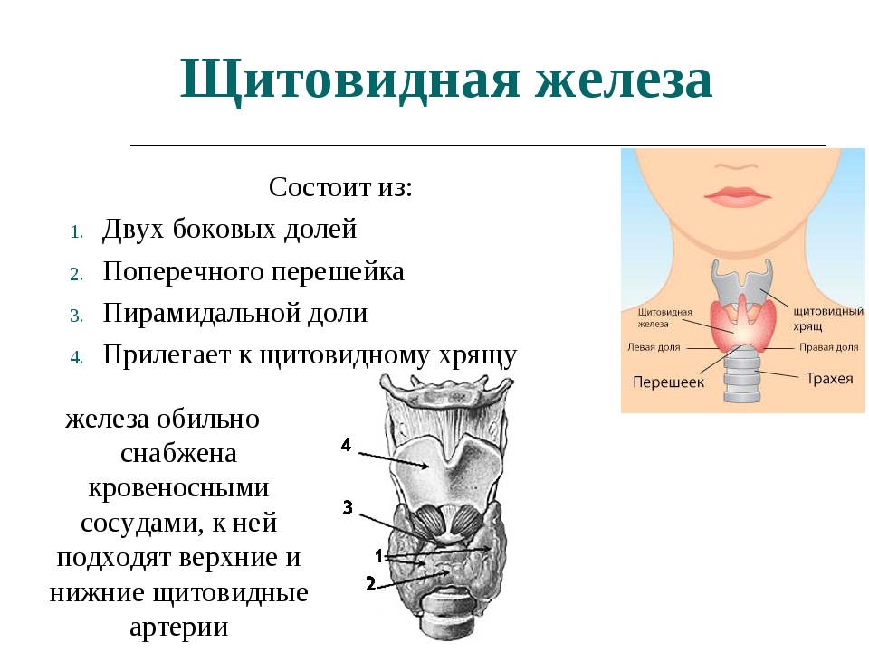 Щитовидная железа биология 8. Характеристика щитовидной железы кратко. Схема строения щитовидной железы анатомия. Строение щитовидной железы 8 класс. Строение щитовидной железы рисунок.