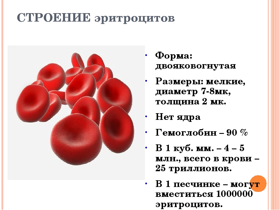 Эритроцит функции клетки. Строение эритроцитов в крови. Эритроциты строение клетки. Эритроциты форма и строение. Схема строения эритроцитов и гемоглобина.