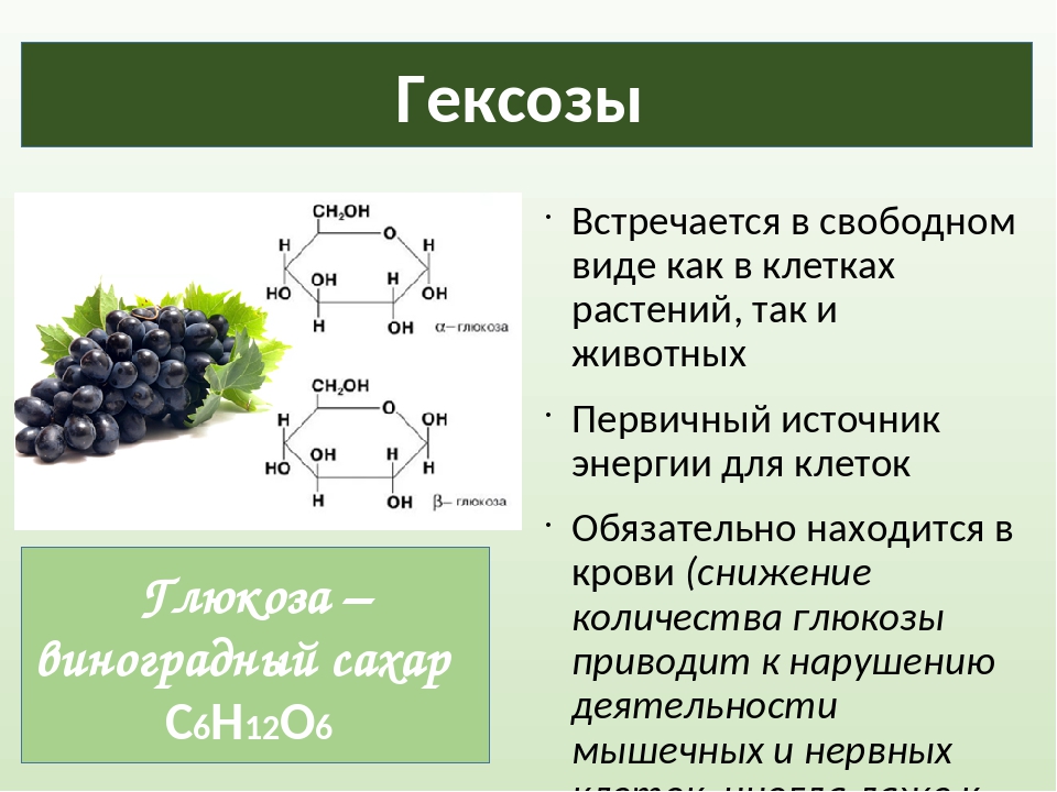 Углеводы презентация 9 класс биология