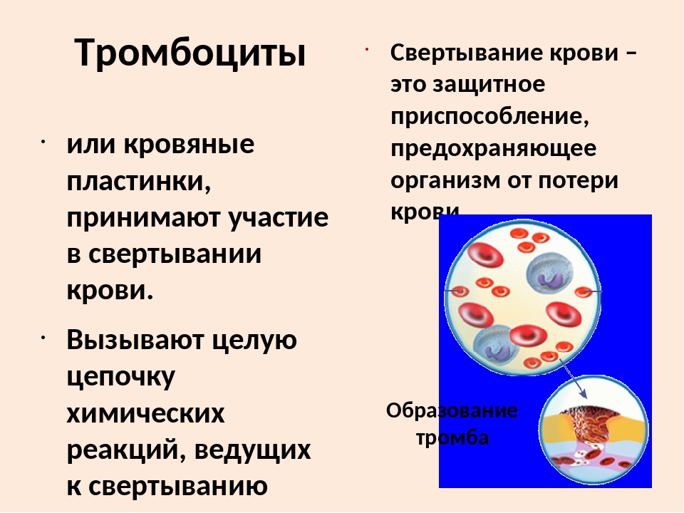 Группа крови свертываемость. Тромбоциты процесс свертывания крови. Тромбоциты функция свертывание крови. Участие тромбоцитов в свертывании крови. Тромбоциты участвуют в свертывании крови.