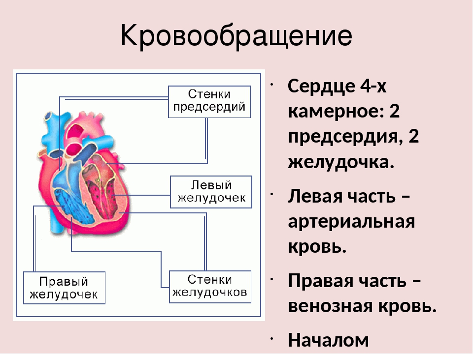 1 левый желудочек 2 левое предсердие. Схема кровообращение левый желудочек. Циркуляция крови в сердце. Кровообращение сердца человека.