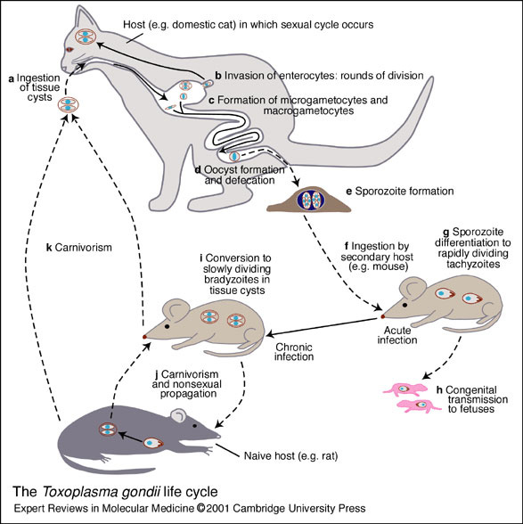 Жизненный цикл паразита Toxoplasma gondii (изображение с сайта fullmal.hgc.jp)