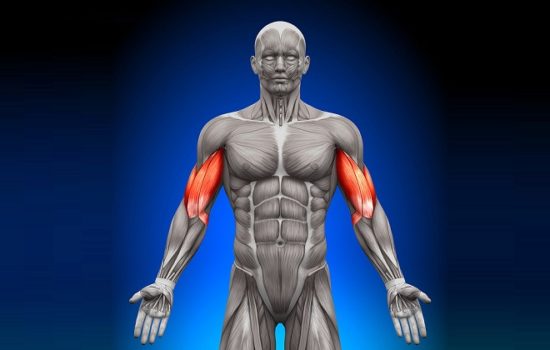 мускулатура человека