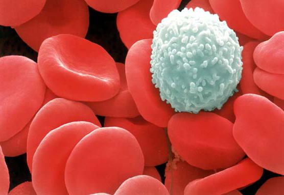 норма анализа крови у женщин лейкоциты 