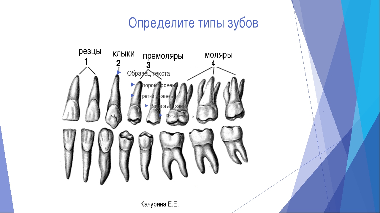 Укажите признаки зубов. Резцы клыки премоляры моляры. Резец клык моляр премоляр. Малые коренные зубы анатомия строение. Зубы анатомия резцы клыки.