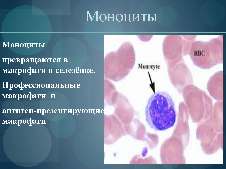 Моноцитов в крови 1. Селезеночные макрофаги. Строение моноцитов крови. Моноциты и макрофаги. Моноциты строение.