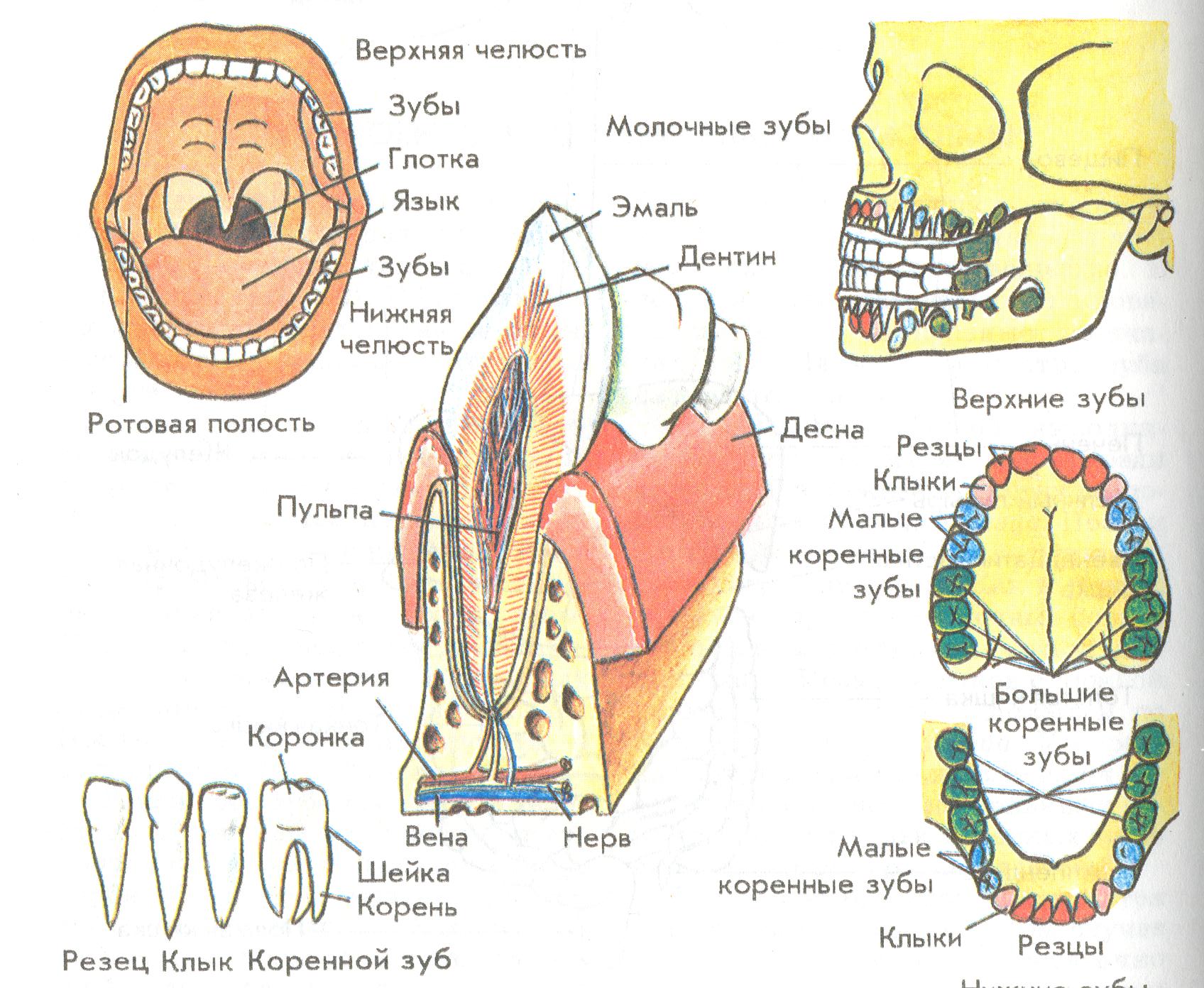 Тип строения зуба. Типы зубов внешнее и внутреннее строение зубов. Схема зуба биология 8. Строение зубов биология 8 класс. Строение зуба человека схема анатомия.