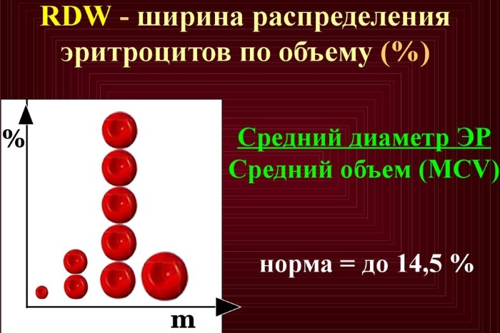 Анизоцитоз в общем анализе крови у взрослых, женщин, ребенка. Причины пониженного, повышенного