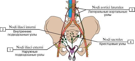 Лимфоузел справа у мужчины. Лимфатические узлы таза схема. Регионарные лимфатические узлы анатомия расположение. Лимфатическая система малого таза мужчин. Регионарные лимфатические узлы матки.