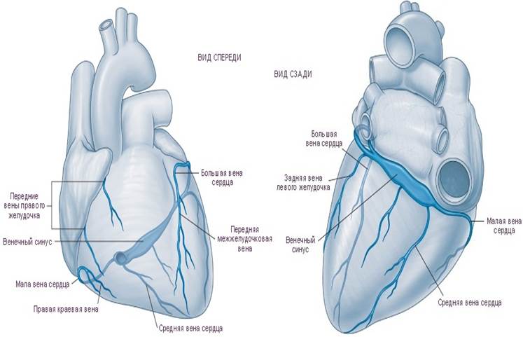 Левое предсердие какие вены. Венечный синус сердца анатомия. Система венечного синуса анатомия. Венечный венозный синус сердца. Вена венечного синуса сердца.