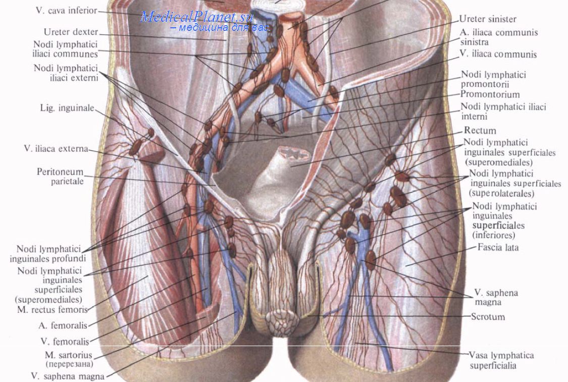 Вена в паху у мужчин. Поверхностные паховые лимфатические узлы. Лимфатические сосуды и узлы паховой и подвздошной областей. Паховая Вена у мужчин анатомия. Паховые лимфоузлы анатомия.