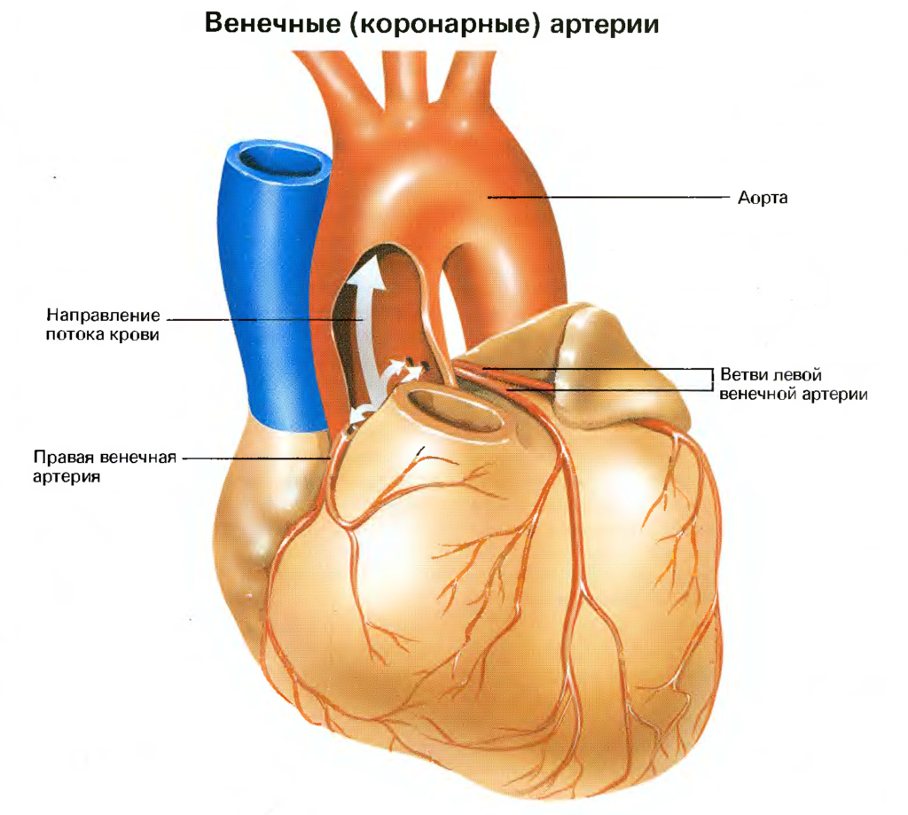Правая сердечная артерия. Венечный синус сердца анатомия. Коронарные и венечные артерии. Венечные вены анатомия. Строение сердца анатомия коронарные сосуды.