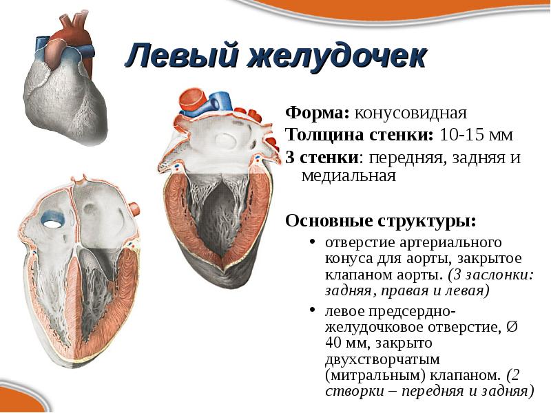 Сколько весит искусственный левый желудочек. Артериальный конус правого желудочка. Строение левого желудочка сердца. Артериальный конус сердца. Артериальный конус левого желудочка.