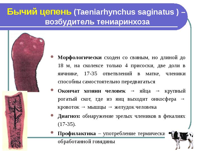 Человек бычий цепень тип. Taeniarhynchus saginatus морфология. Бычий(свиной)цепень (тениаринхоз). Taeniarhynchus saginatus характеристика. Бычий цепень невооруженный.