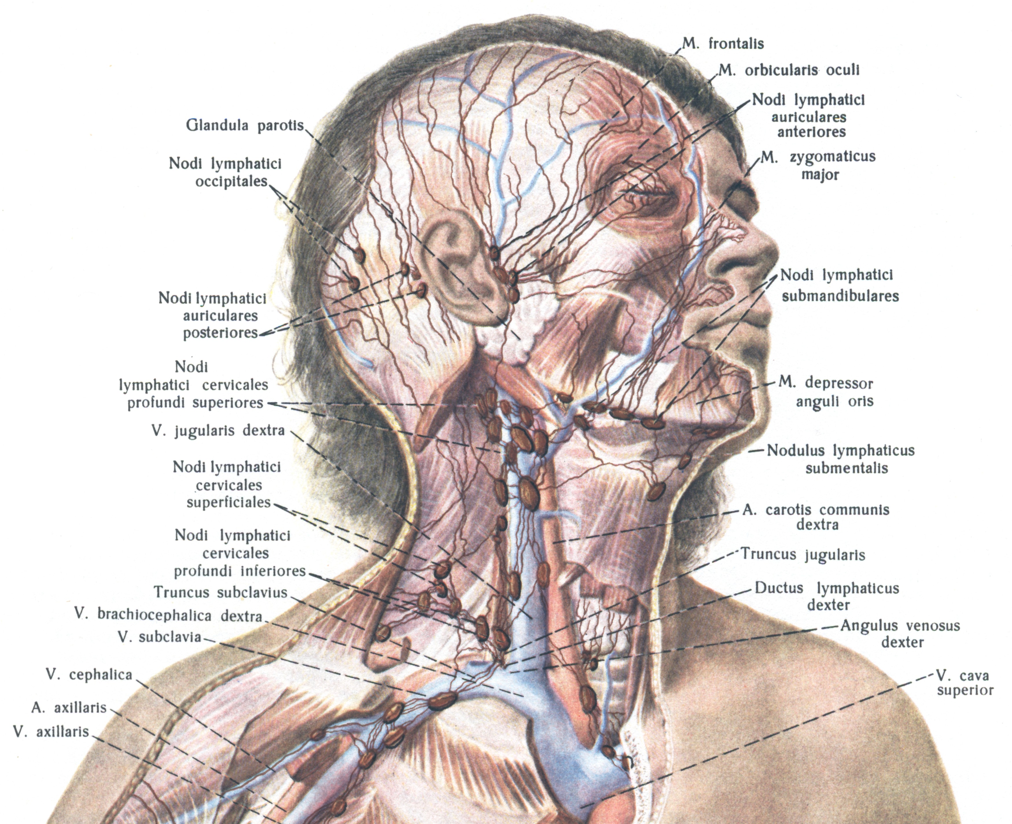 Лимфоузлы и мышцы. Лимфатическая система головы лба и шеи анатомия. Лимфатическая система человека схема голова. Лимфатические сосуды головы и шеи схема. Лимфатическая система шеи схема.