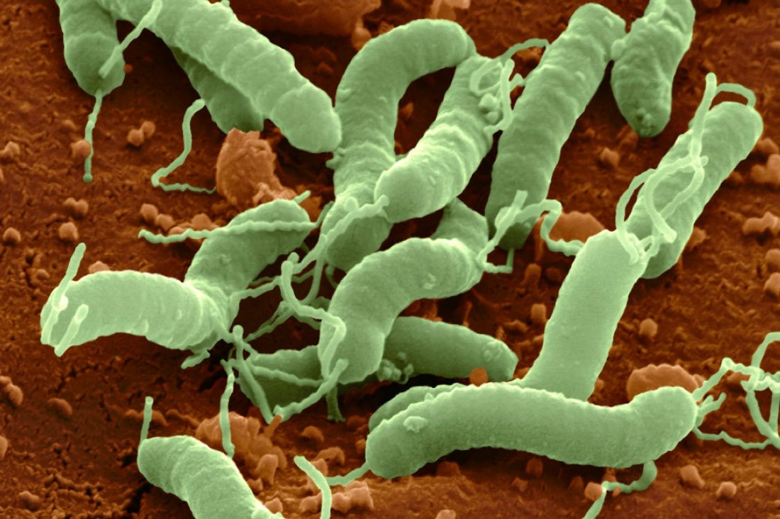 Бактерия вызывающая язву. Язва желудка бактерия хеликобактер. Инфицированность хеликобактер.