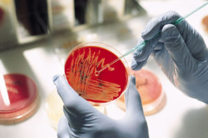 лаборант проводит анализ на ротавирусную инфекцию