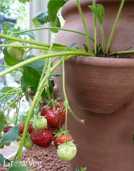 Strawberry growing in a strawberry planter