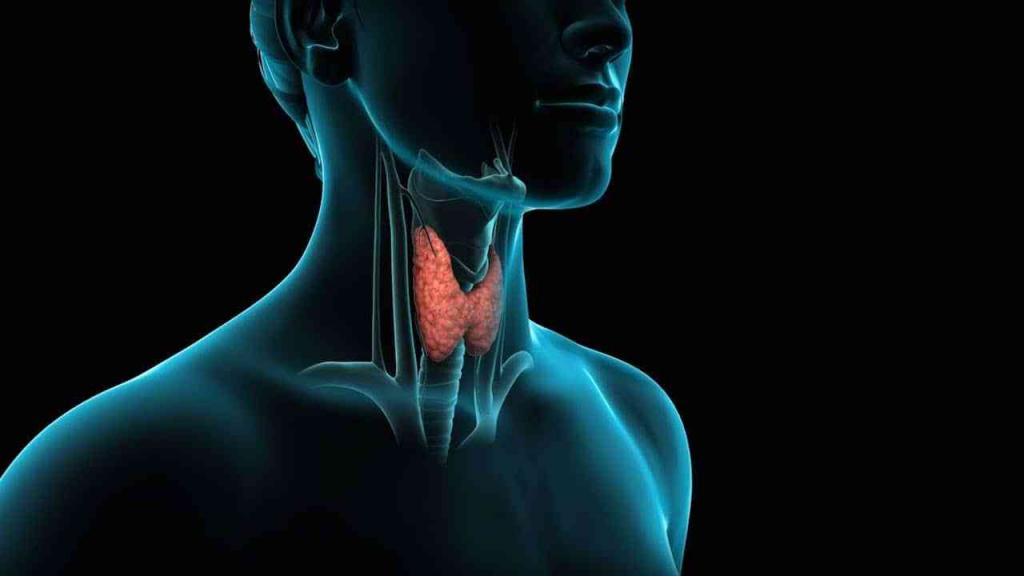 щитовидная железа какие гормоны