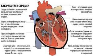 Как работает сердце