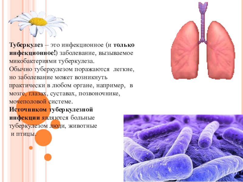 Туберкулезная палочка признаки