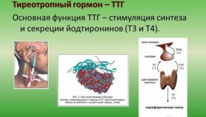 ТТГ один из важнейших регулировщиков работы щитовидной железы и совместно с гормонами Т3 и Т4 способствует образованию новых эритроцитов, теплообмену и другим процессам в организме