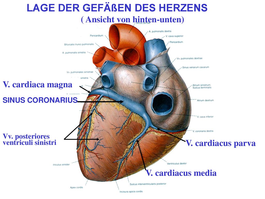 Cordis латынь. Sinus coronarius (венечный синус). Венечный синус сердца анатомия. Коронарный синус анатомия. Отверстие коронарного синуса сердца.