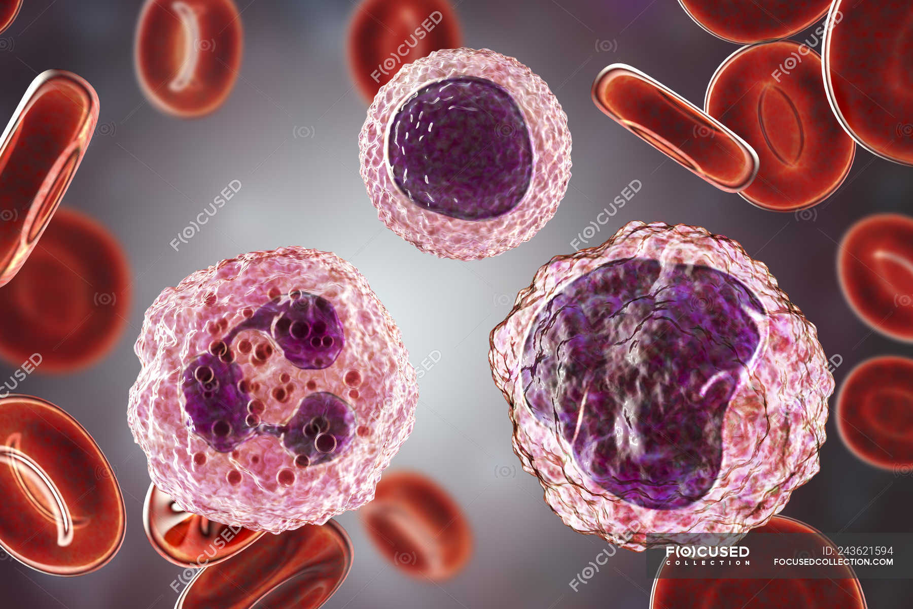 Моноцитов в крови 1. Лимфоциты моноциты гранулоциты. Гранулоциты макрофаги лейкоциты. Моноциты и макрофаги. Лейкоциты моноциты.